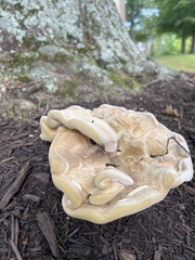 Bondarzewia berkeleyi