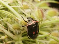 Cosmopepla lintneriana