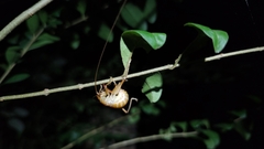 Camptonotus carolinensis