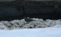 Passerella iliaca
