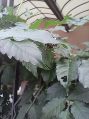 Halyomorpha halys