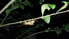 Camptonotus carolinensis