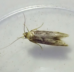 Blastobasis adustella