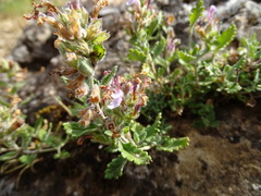 Teucrium chamaedrys