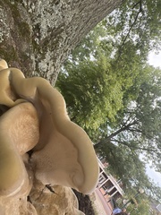 Bondarzewia berkeleyi