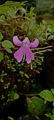 Impatiens acaulis