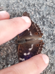 Apatura ilia