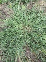 Digitaria cognata