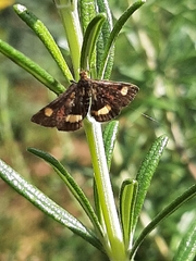 Pyrausta aurata