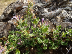 Teucrium chamaedrys