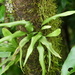 Needle Fern - Photo (c) Colin Meurk, some rights reserved (CC BY-SA), uploaded by Colin Meurk