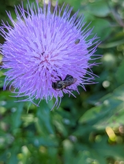 Cirsium altissimum