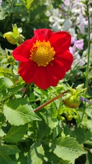Dahlia