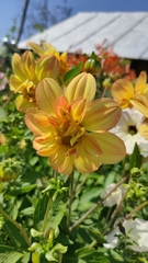 Dahlia