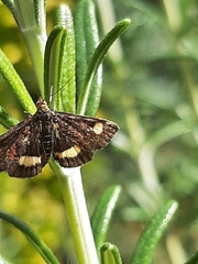 Pyrausta aurata