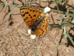 Melitaea trivia