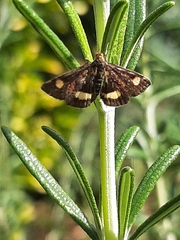 Pyrausta aurata