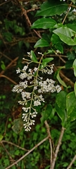 Ligustrum robustum perrottetii