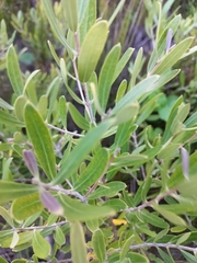 Olea exasperata