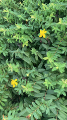 Hypericum calycinum
