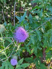 Cirsium altissimum