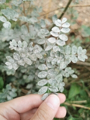 Erysiphe palczewskii