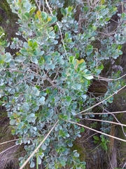 Searsia glauca