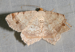 Macaria bisignata