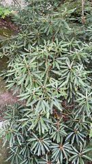 Rhododendron