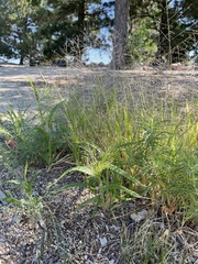 Panicum capillare