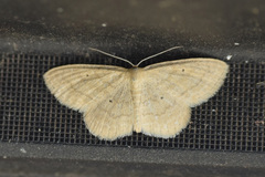 Scopula inductata