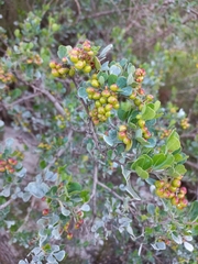 Searsia glauca