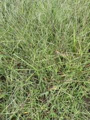Digitaria ischaemum