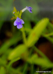 Linderniaceae
