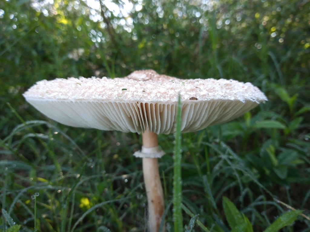 Macrolepiota bonaerensis · April 2021 · photo: © aguscolla (iNaturalist, cc-by)