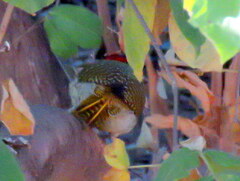 Campethera abingoni abingoni