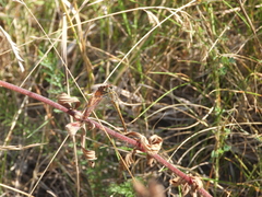 Sympetrum sanguineum