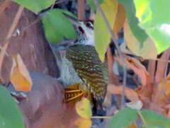 Campethera abingoni abingoni