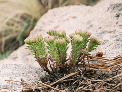 Sedum goldmanii