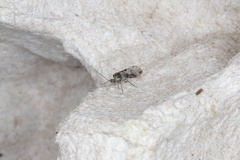 Psocinae