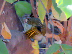 Campethera abingoni abingoni