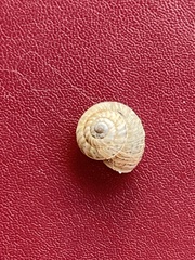 Xeroplexa intersecta