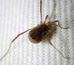 Opiliones
