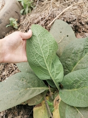 Verbascum thapsus