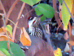 Campethera abingoni abingoni