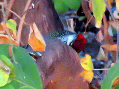 Campethera abingoni abingoni