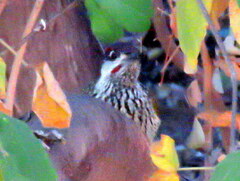 Campethera abingoni abingoni