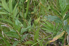 Cypripedium parviflorum