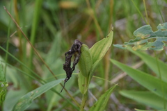 Cypripedium parviflorum