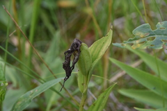 Cypripedium parviflorum